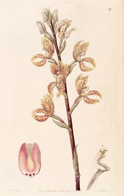 Govenia fasciata by Miss Drake